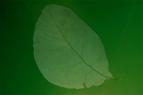 BIOMIMETIC STORIES PART II